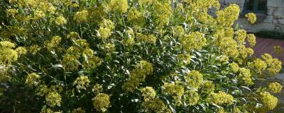 BUPLEURUM fructicosum 01