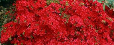 AZALEA japonica 'HINO CRIMSON' 01