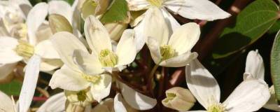 CLEMATIS armandii 01