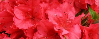 AZALEA japonica 'VUYK'S SCARLET' 01