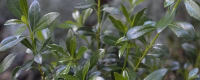 PITTOSPORUM heterophyllum 01