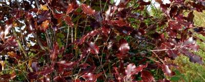 PITTOSPORUM tenuifolium 'PURPUREUM' 01