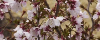 PRUNUS incisa 'KOJO NO MAI' 01