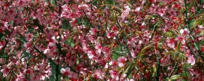 PRUNUS 'OKAME' 01