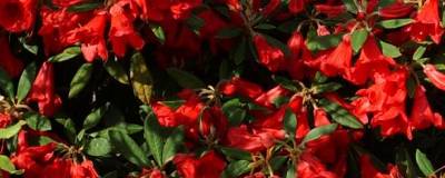 RHODODENDRON 'SCARLET WONDER' 01