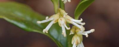 SARCOCOCCA confusa 01