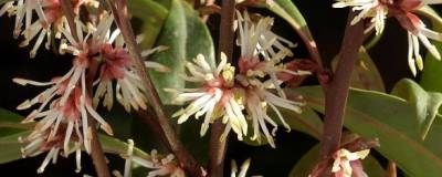 SARCOCOCCA hookeriana var.digyna 'Purple Stem' 01