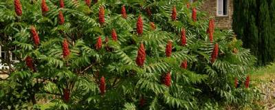 RHUS typhina 01