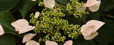 SCHIZOPHRAGMA hydrangeoides 'ROSEUM' 01