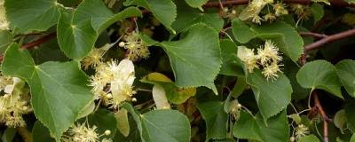 TILIA platyphyllos 'RUBRA' 01