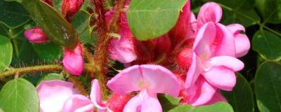 ROBINIA hispida var. rosea 01