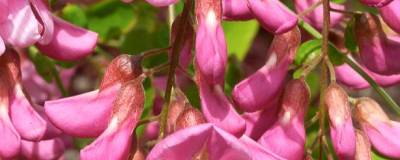 Robinia pseudoacacia Casque Rouge - Robinier faux acacia rose-pourpré