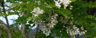 ROBINIA pseudacacia 01