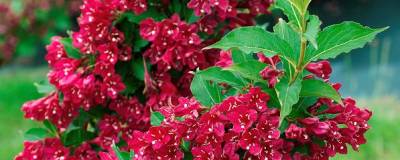 WEIGELA 'RED PRINCE' 01