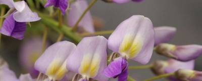 WISTERIA x formosa 'ISSAI' (= floribunda 'DOMINO') 01