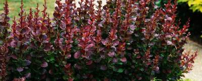 BERBERIS thunbergii f. atropurpurea 01