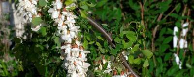 ROBINIA pseudoacacia 'TORTUOSA' 01