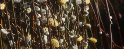 SALIX caprea 'PENDULA' (= 'Kilmarnock') 01