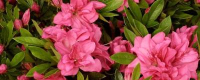 AZALEA japonica 'ROSA KING' 01