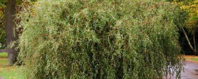 SALIX matsudana 'TORTUOSA' 01