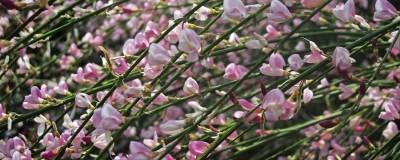 CYTISUS SCOPARIUS 'MOYCLARE PINK' 01