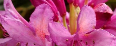 RHODODENDRON ponticum 'VARIEGATUM' 01