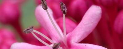 CLERODENDRUM bungei 01