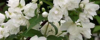 PHILADELPHUS 'SNOWBELLE' 01