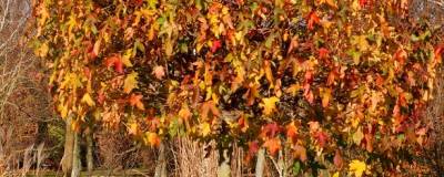 LIQUIDAMBAR styraciflua 'GUMBALL' 01