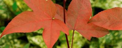 LIQUIDAMBAR acalycina 01