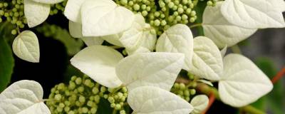 SCHIZOPHRAGMA hydrangeoides 01