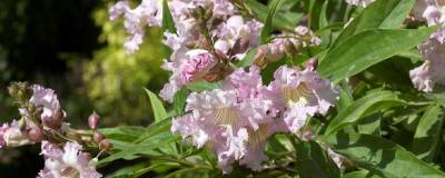 CHITALPA tashkentensis SUMMER BELLS (R) 'Minsum' 01