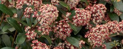 SKIMMIA japonica 'RUBELLA' 01