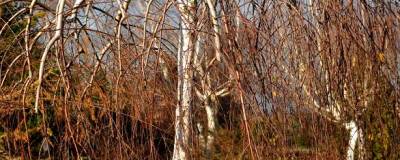 BETULA utilis 'LONG TRUNK' 01