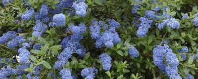 CEANOTHUS 'ITALIAN SKIES' 01