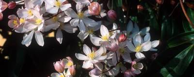 CLEMATIS armandii 'APPLE BLOSSOM' 01