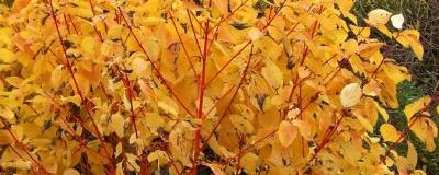 CORNUS sanguinea 'MAGIC FLAME' 01