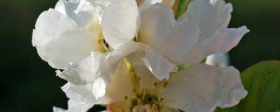 EXOCHORDA serratifolia 'SNOW WHITE' 01