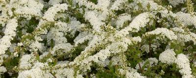 SPIRAEA x arguta 01