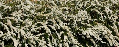 SPIRAEA x cinerea 'GREFSHEIM' 01