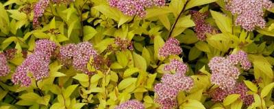 SPIRAEA japonica 'GOLDMOUND' 01