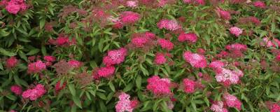 SPIRAEA japonica 'ANTHONY WATERER' VT 01