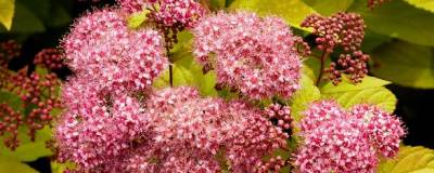 SPIRAEA japonica 'GOLDFLAME' 01