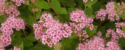 SPIRAEA japonica 'LITTLE PRINCESS' 01