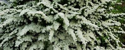 SPIRAEA nipponica 'SNOWMOUND' 01