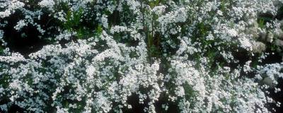 SPIRAEA thunbergii 01