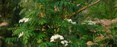 SORBUS aucuparia 'FASTIGIATA' 01