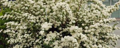 SPIRAEA x vanhouttei 01