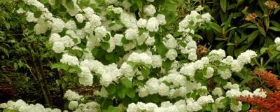 VIBURNUM plicatum 'POPCORN' 01