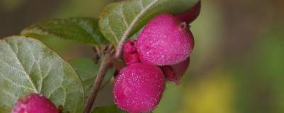 SYMPHORICARPOS x doorenbosii 'MAGIC BERRY' 01